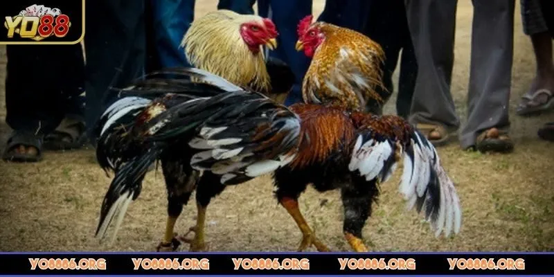da-ga-yo88-chon-thoi-diem