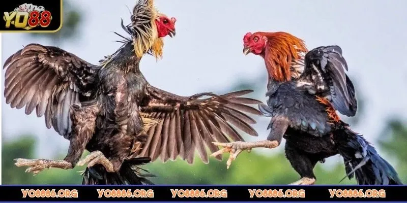 da-ga-yo88-nhung-hinh-thuc